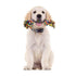 PetVogue Cotton Durable Dog Chew Rope Toy for Small Puppies